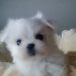 우리집 멍멍이 세마리 2탄