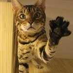 힘들게 살다가 구조된 29마리 냥이들이 기다리고 있어요..