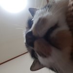 [고양이] <b>씩씩</b>한우리새콤이!