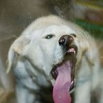 ?? : <b>주인님</b> 이 사진은 제발 지워주세요ㅠㅠㅠㅠㅠ