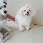 새식구 슈나우져 세번째 이야기^^