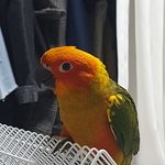 앵무 단지를 소개합니당!