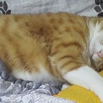 [고양이] <b>말랑</b>콩이일상