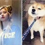 [트와이스] <b>사나</b>견 'ㅅ  '