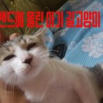 엔젤맘입니다..학대와 배고픔 그리고 범백으로 별이된 엔젤이