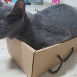 [고양이] 타로 3번째