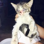 고양이) 생후 2개월 <b>보름</b>이 엄마찾아요~