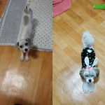 [강아지] 믹스견 연두 왔어요~!!!!!