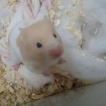 햄스터 <b>분양</b> 받을건데