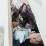 [고양이] 우리 이쁜 뀨미에요!