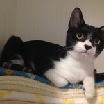 [퐁타네] <b>에디</b>는 퐁타 껌딱지