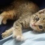 3주 된 아기 고양이 가족 찾습니다