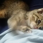 3주 된 아기 고양이 가족 구합니다.