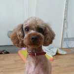 3년이라는 시간을 함께 했지만 여러가지 이유로 포기한 푸들 <b>쭈쭈</b>.