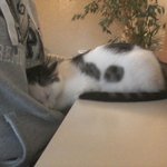 <b>집사</b>를 당황시킨 떡실신 냥이