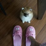 [강아지] 포메라니안 썸퍼의 <b>변천사</b>