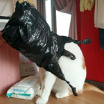 나의 동거남 <b>도칠</b>이와 원래대로의 삶