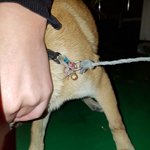 [동행세상] 어젯밤 학대견을 목격했습니다. 도와주세요.