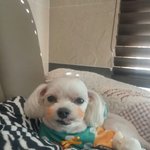 [강아지] 저희집 강아지 사랑이 <b>민트</b> 입니다