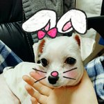 [댓글부탁해] 강아지 키우는 싸람들 <b>커밍</b>커밍