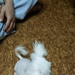 추가) 우리집 멍멍이 세마리 3탄