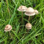 [댓글부탁해] 님들 이 <b>버섯</b> 발견하면 먹을거임?