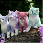 [시우민] 색깔별 <b>슈</b>냥이 시리즈 ㅋㅋㅋㅋ