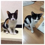 [퐁타네] 퐁<b>타의</b> 이웃 고양이를 소개합니다