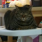 [고양이] 280일째 <b>육아</b>육묘(거대 고양이의 하루)