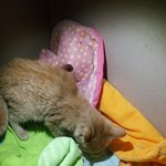[드루와] 집가는 길에 새끼냥이 <b>구출</b>해줌 ㅎㅎ