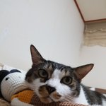 [고양이] 꽃냥이새콤이!