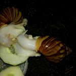 [달팽이] 달탱이달덩이를 소개합니다!