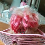 [강아지] 내가 <b>이집</b>의 막내요~! 쪼꼬