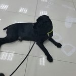 [도와주세요] 유기견 코카스파니엘을 도와주세요