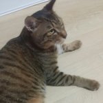 [조언부탁해] 원래 냥이들은 다이런지요