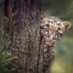 털 <b>한올</b>까지 살아있는 증명사진