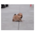 [댓글부탁해] 강아지 넘 졸<b>귀탱</b>..