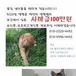 (유기의심) 경기도 양평군에서 <b>동시</b>에 2마리를 잃어버렸습니다
