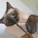 [고양이] 부부와 함께하는 동거묘 세마리 9 - 흔한일상