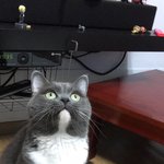 [고양이] 사랑스런 턱시도 고양이 <b>리오</b>