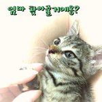 여리여리한 몽이의 가족을 찾아요~^^