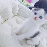 [고양이] 똑바로잘줄모르는<b>레오</b>
