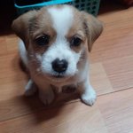 [강아지] <b>동네방네</b> 우리 강아지 자랑하기!