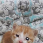 오늘가족이 생겼어요