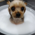 [강아지] 반려견 짱이