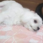 [강아지] 초롱아 아프지 마