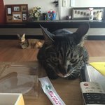 [고양이] 호야별