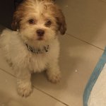 [강아지] 비숑 + 시<b>츄</b> 믹스견 해피ㅎㅎ