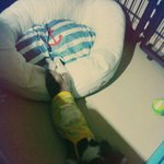 <b>방석</b>에서체 내려오기도전에 잠들어버렸어요