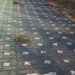 (서울,인천,경기)고퀄<b>리티</b> 컬러 남매 중 둘째 크림이에요~길에서...